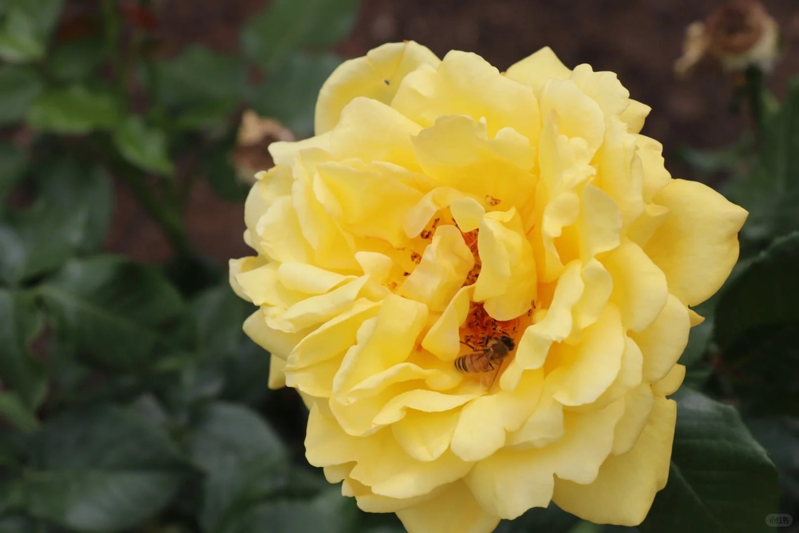 Yellow flower and a bee against green foliage before background removal