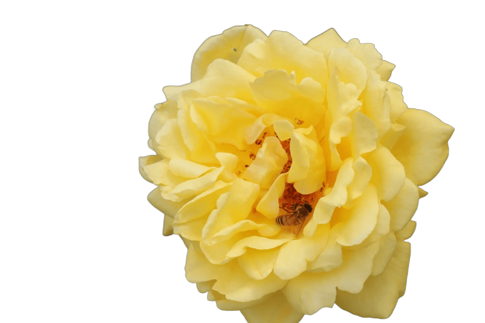 Yellow flower and bee isolated on a transparent background